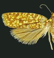 Sparganothis n. spp.