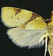 Sparganothis n. spp.