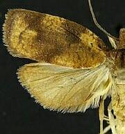 Sparganothis n. spp.