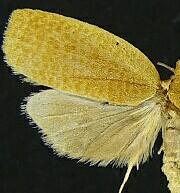 Sparganothis n. spp.