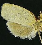 Sparganothis n. spp.