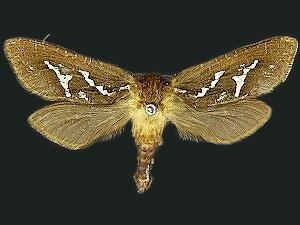 Phymatopus californicus