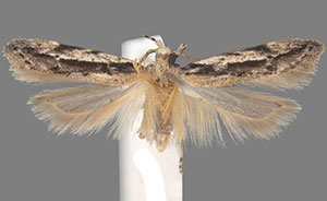 Coleotechnites albicostata