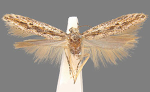 Scrobipalpula henshawiella