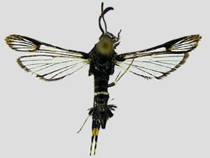 Osminia ruficornis