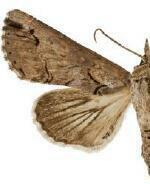 Paectes nana