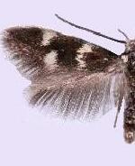 Elachista diederichsiella