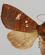 Papaipema sullivani