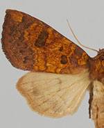 Papaipema sullivani