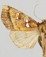 Papaipema hesseli