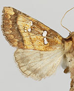 Papaipema hesseli