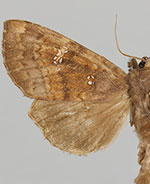 Papaipema blackorum