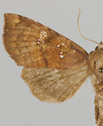 Papaipema blackorum