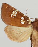 Papaipema amianthii