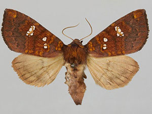 Papaipema sullivani