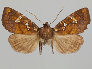 Papaipema albimontana