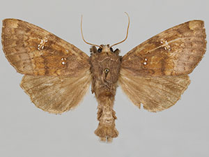 Papaipema blackorum
