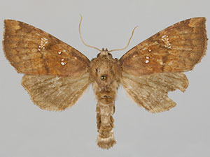 Papaipema blackorum