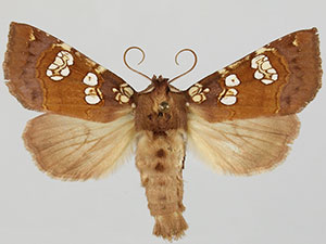 Papaipema amianthii