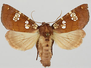 Papaipema amianthii