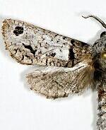 Inguromorpha spp.