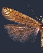 Monochroa harrisonella