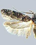 Neotelphusa querciella