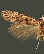 Prolita puertella