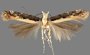 Aristotelia corallina complex