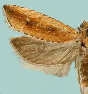 Bactra spp.