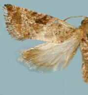 Paralobesia yaracana