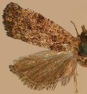 Endothenia conditana