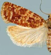 Retinia wenzeli