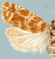 Retinia wenzeli