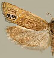 Phaneta autumnana