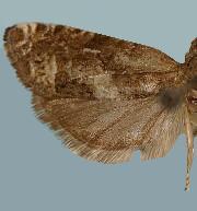 Phaneta oregonensis