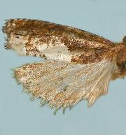 Phaneta parmatana