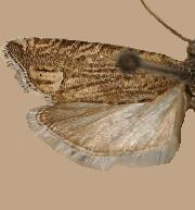 Phaneta cinereolineana