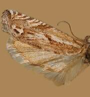 Phaneta misturana