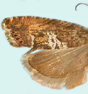 Goditha bumeliana