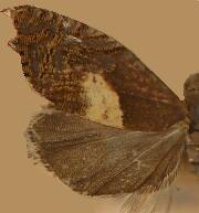Dichrorampha simulana
