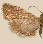 Dichrorampha manilkara