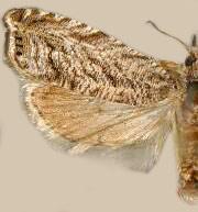 Dichrorampha broui