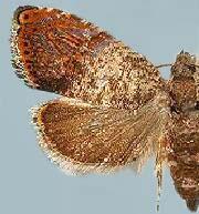 Talponia plummeriana