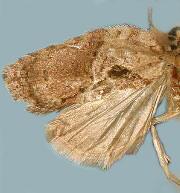 Acleris inana