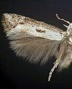 Elachista spp.