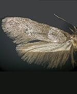 Blastobasis spp.