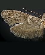 Blastobasis spp.