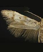 Blastobasis spp.