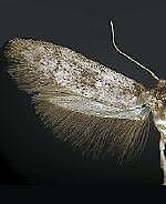 Blastobasis spp.